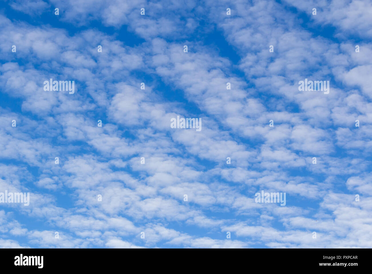 Beau ciel bleu avec des nuages blancs gonflés - altocumulus Banque D'Images