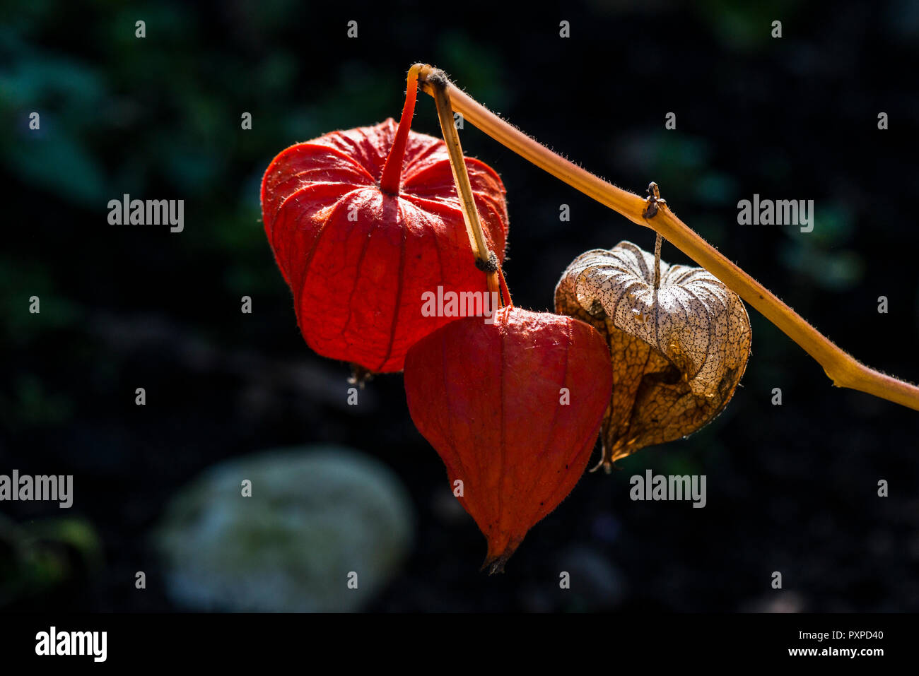 Les gousses d'une usine de lanternes chinoises (Physalis alkekengi) Banque D'Images