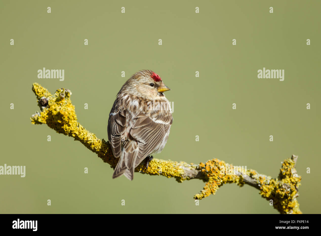 Sizerin flammé Carduelis flammea, nom latin, perché sur un rameau couvert de lichens, défini dans un vert pâle backgournd Banque D'Images