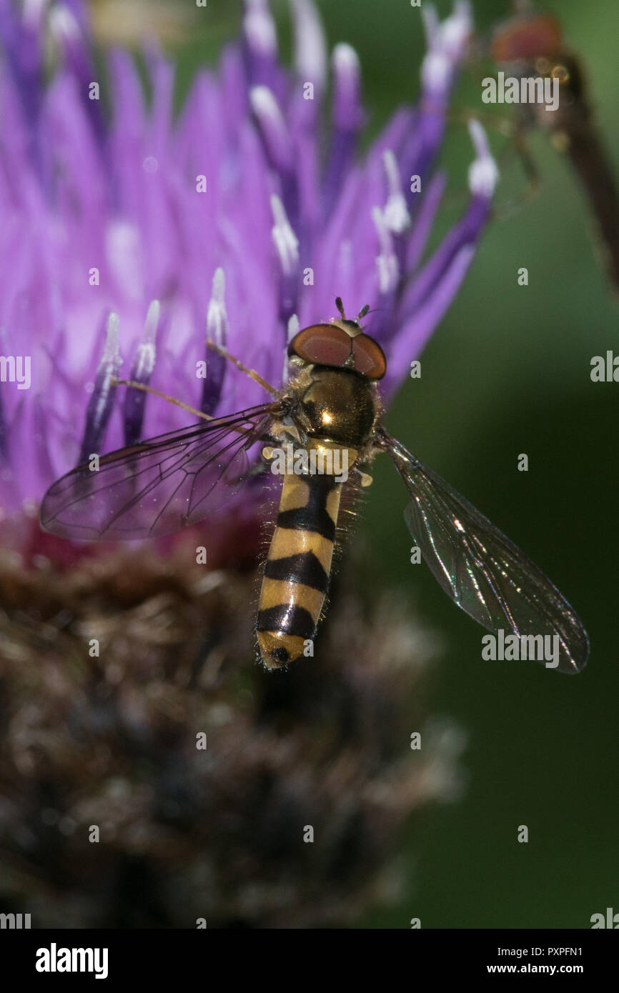 Hoverfly Syrphus vitripennis, Banque D'Images
