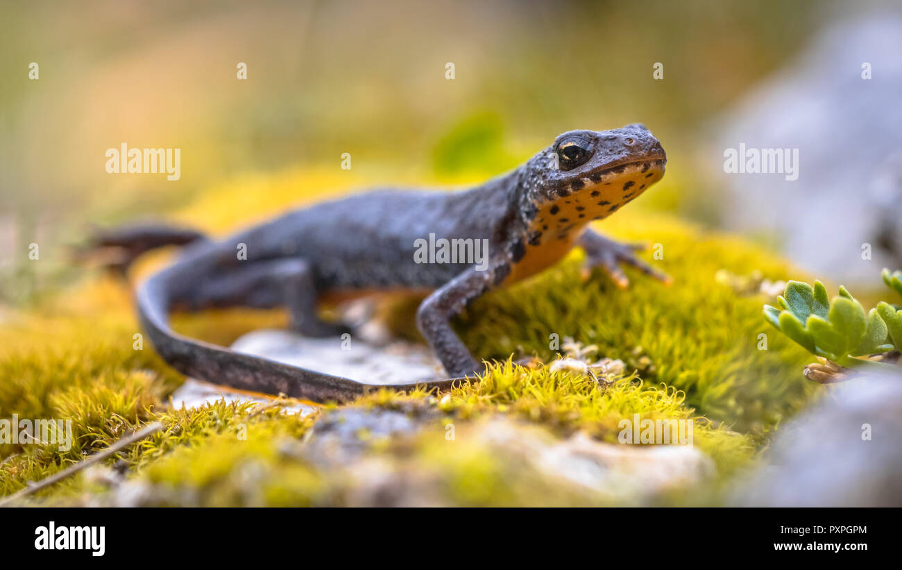 Ichthyosaura alpestris triton alpestre (vue de côté) sur de la mousse et des pierres naturelles en montagne Banque D'Images