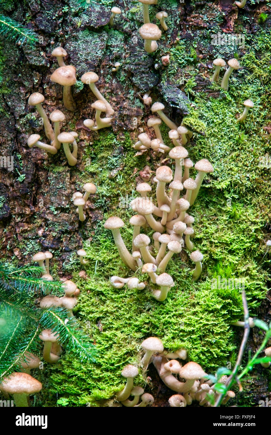 Groupes de petites toadstools issues d'une souche d'arbre, le Loch Lomond et le Parc National des Trossachs, Ecosse, Royaume-Uni. Banque D'Images