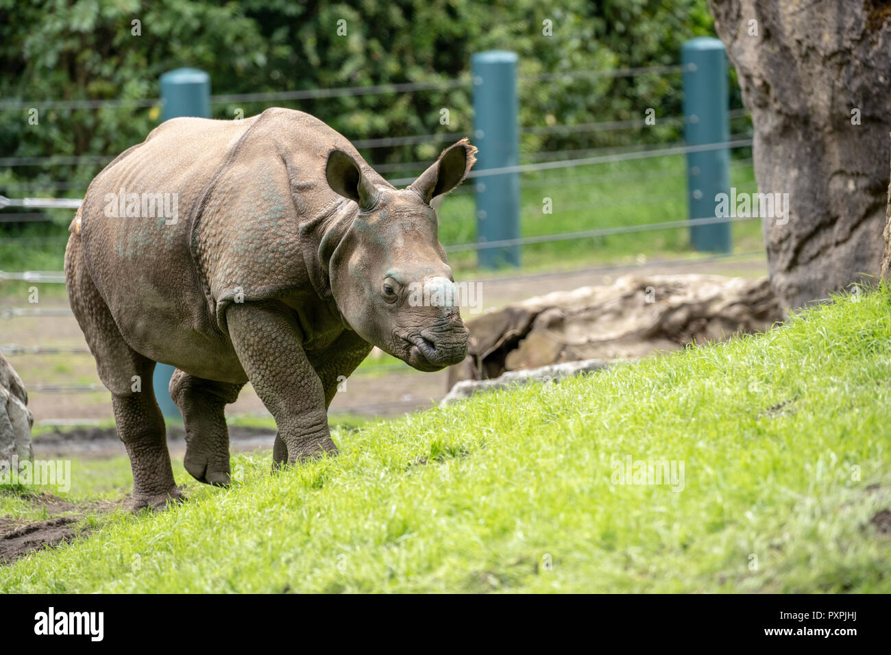 Taj, a 17 mois rhinocéros à une corne / Rhinocéros indien / Rhinocéros unicorne de l'Inde à pied dans sa nouvelle maison Banque D'Images
