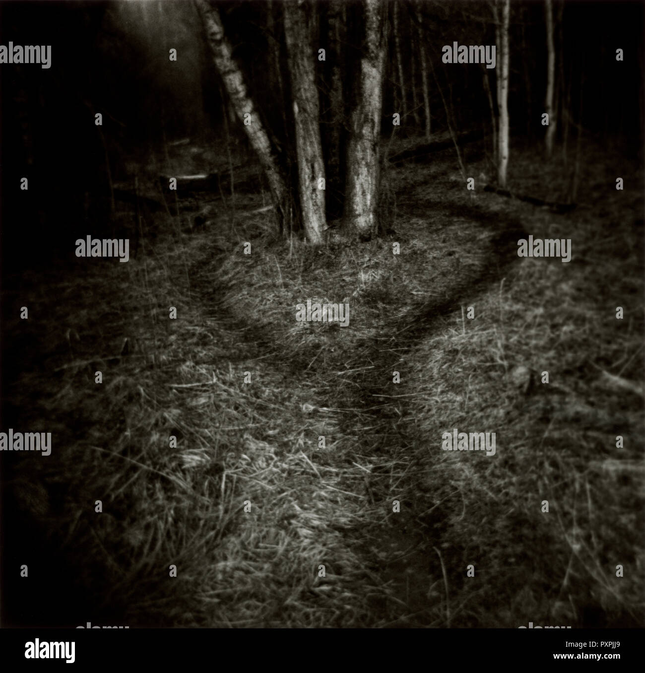 Un seul chemin se divise en deux voies autour d'un stand de trembles dans la banque de la rivière Roaring Fork à Aspen, Colorado Banque D'Images