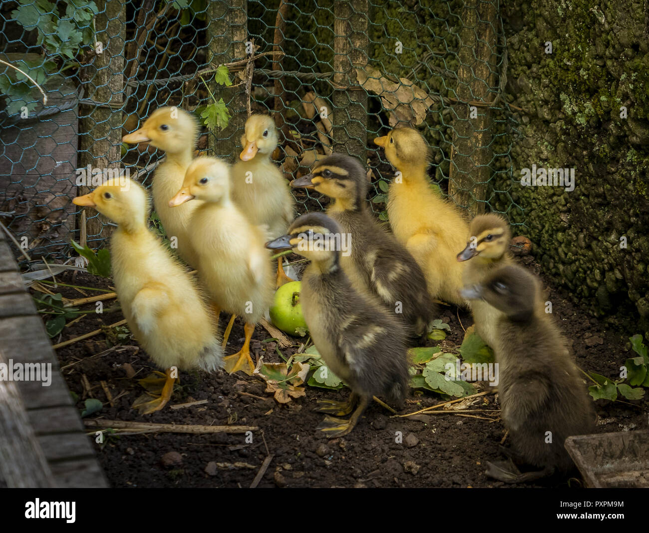 Canetons Coureur Indien Canards Photo Stock Alamy Canetons Coureur Indien Canards Photo Stock Alamy