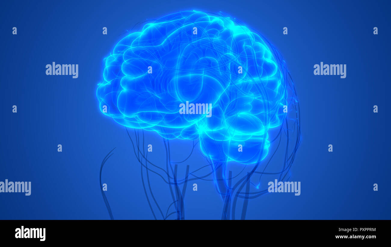 Cerveau humain avec l'anatomie du système circulatoire Banque D'Images Cerveau humain avec l'anatomie du système circulatoire Banque D'Images