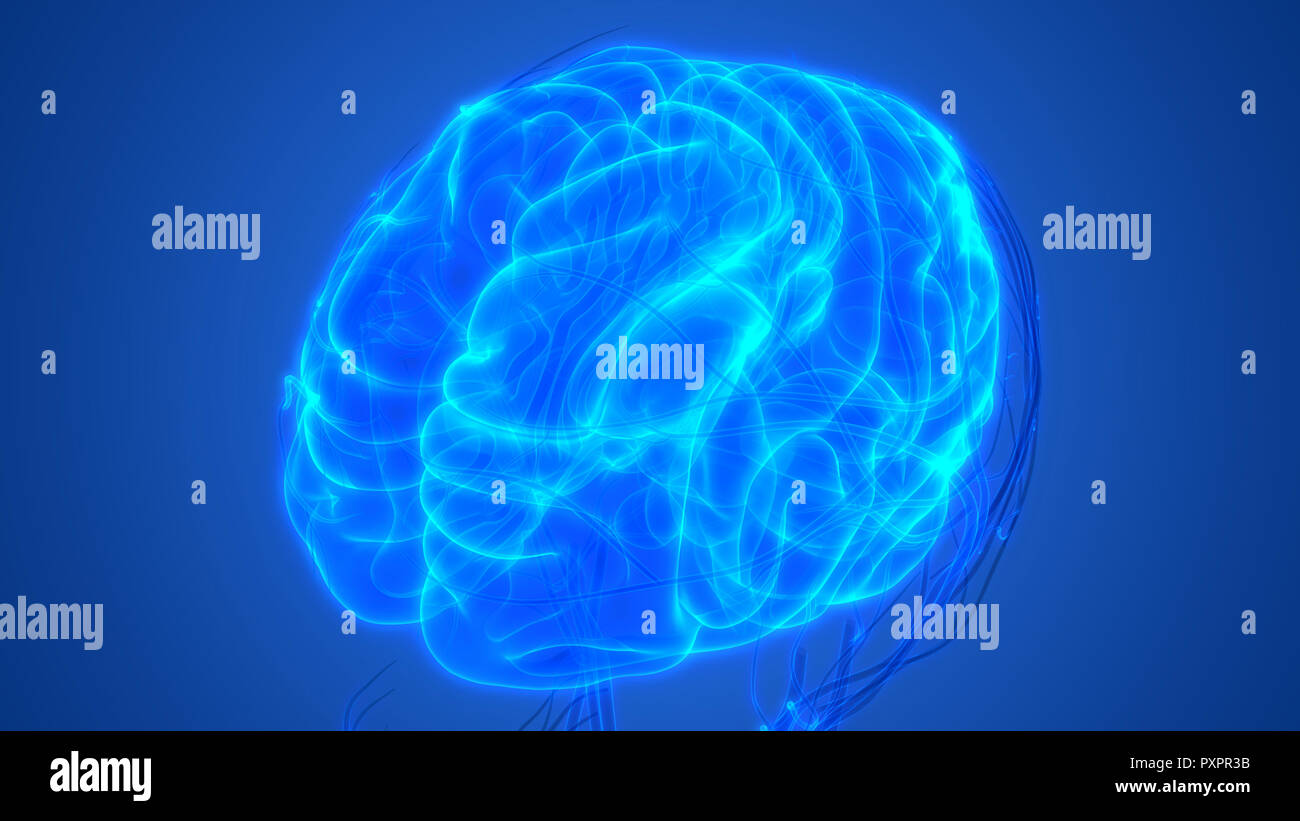 Cerveau humain avec l'anatomie du système circulatoire Banque D'Images Cerveau humain avec l'anatomie du système circulatoire Banque D'Images