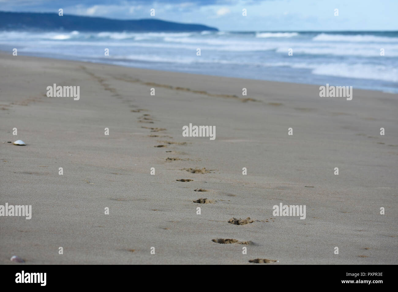 Chien de compagnie animaux pistes sur le sable de la plage Banque D'Images