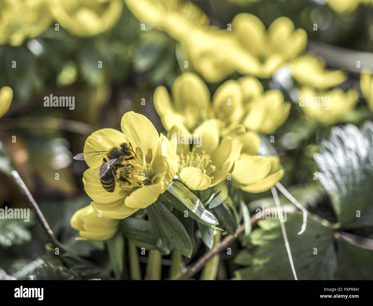 Aconit d'hiver (Eranthis hyemalis) Banque D'Images