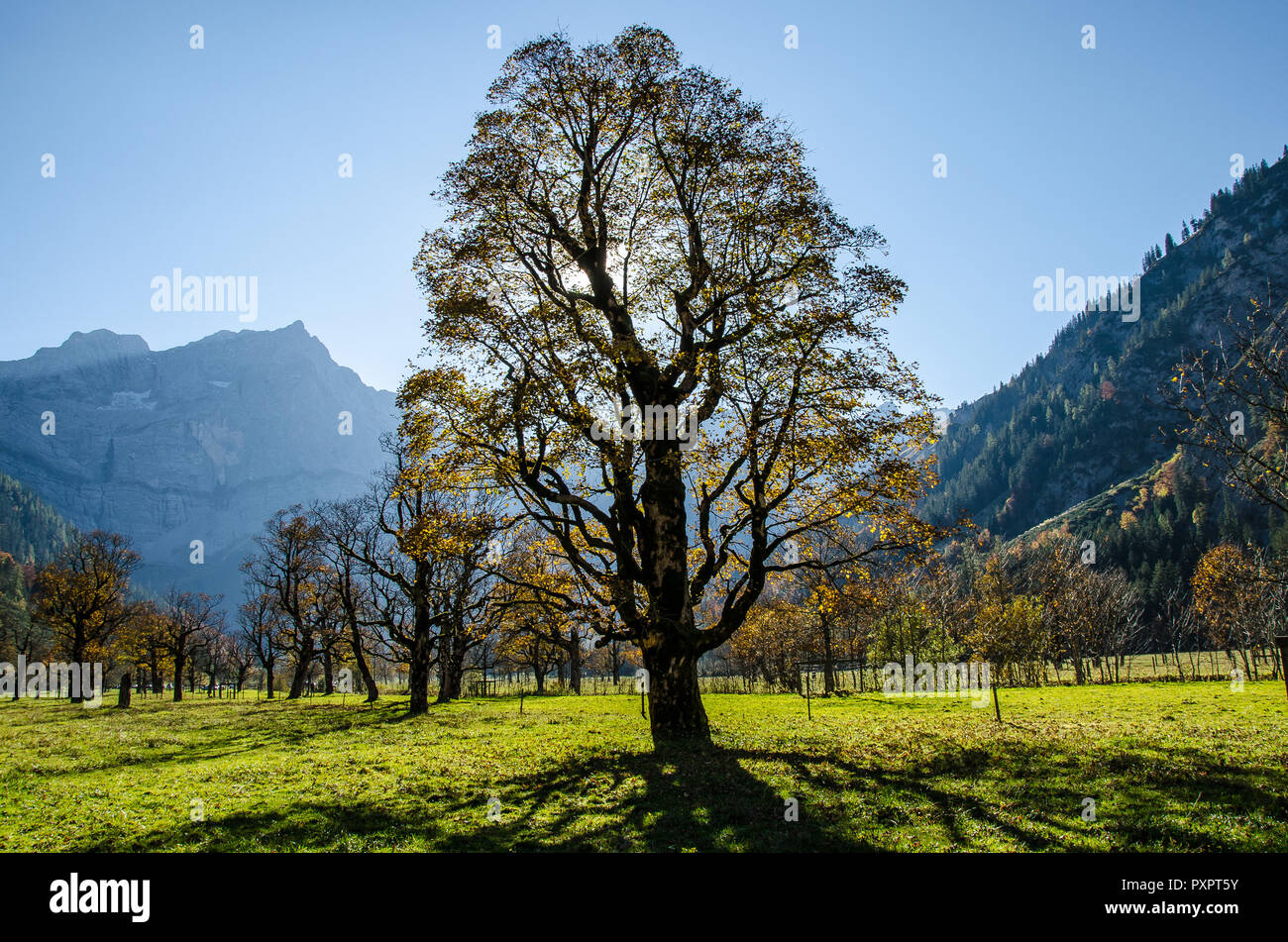 Le monument naturel "Großer Ahornboden, la grande plaine d'érable est l'un des plus beaux endroits dans les Alpes autrichiennes. Banque D'Images