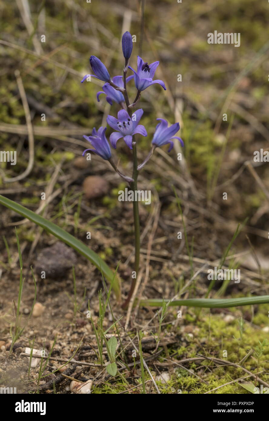 Un ressort-floraison, Squill Scilla odorata en fleur sur les dunes, l'Est de l'Algarve. Endémiques ibérique, le Portugal. Banque D'Images