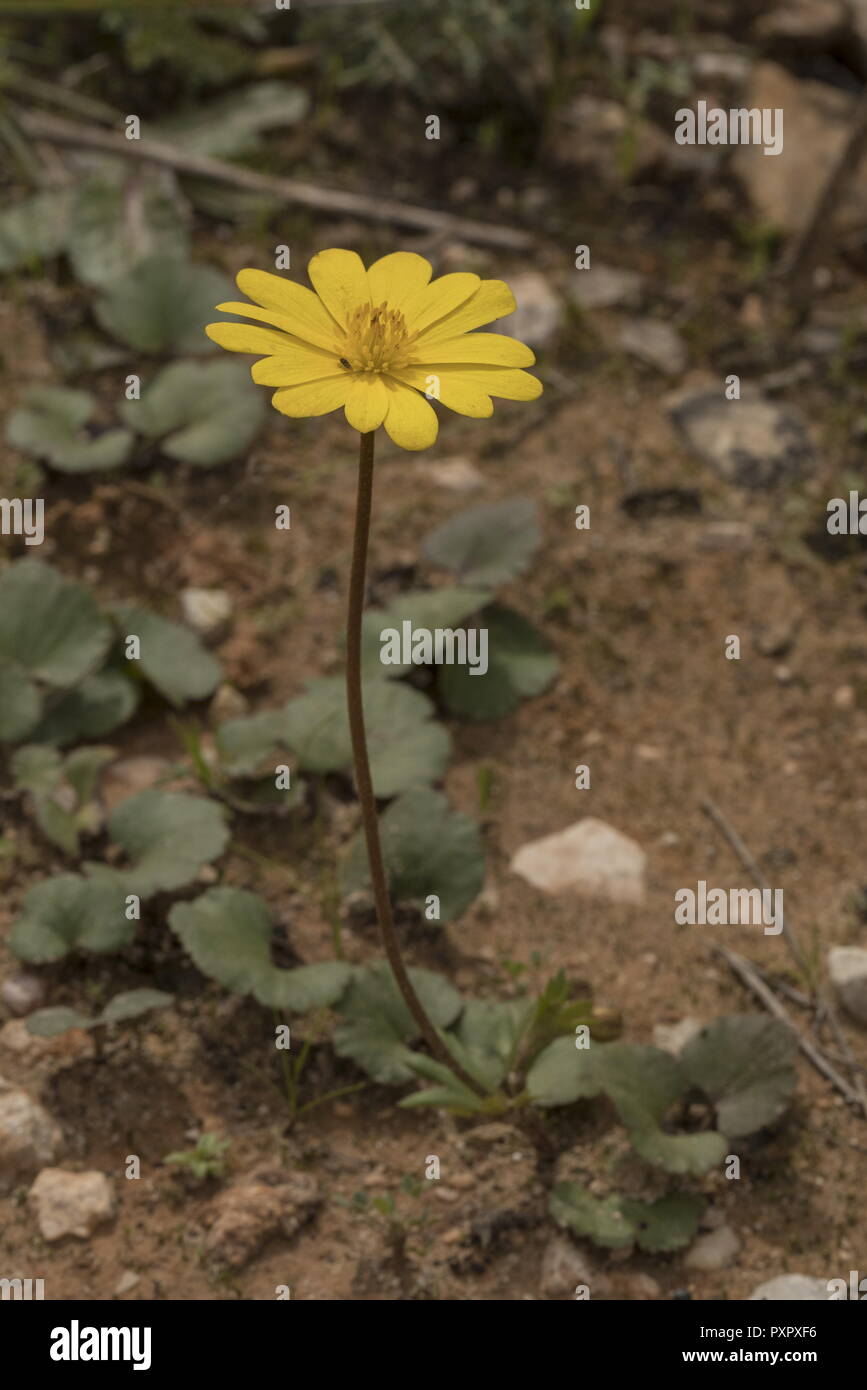 Anémone jaune, Anemone palmata, en fleurs au printemps, le Portugal. Banque D'Images