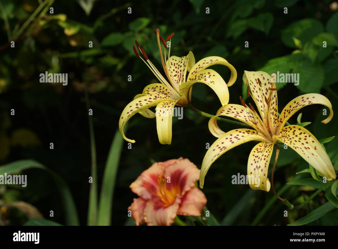 Le lis tigré jaune dans le jardin. Deux fleurs de lys la fermer à l'arrière-plan de jardin verts. Banque D'Images
