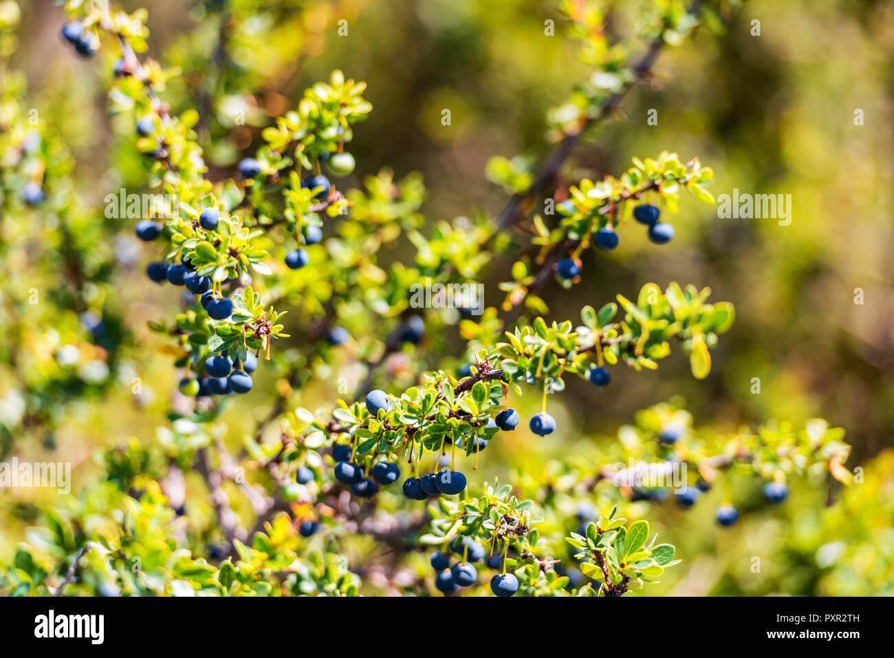 Les accrocher sur une branche, en Patagonie, au Chili, en Amérique du Sud. Avec selective focus Banque D'Images