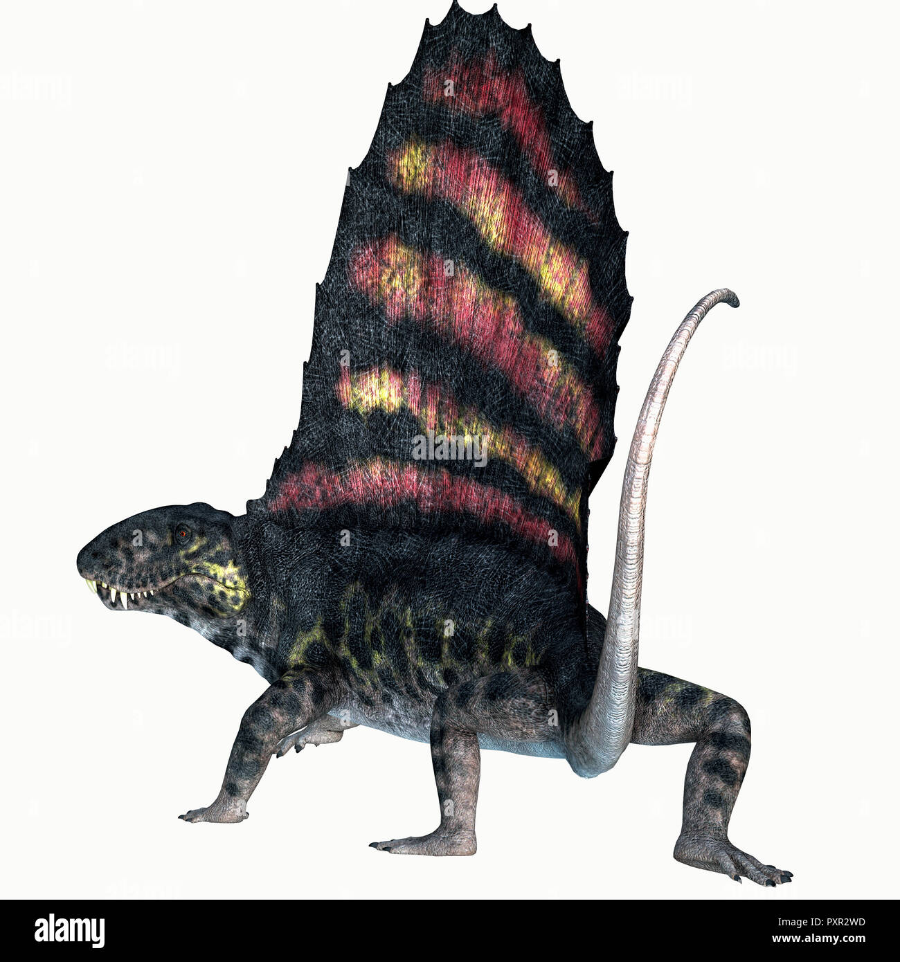 Reptile du Permien Dimetrodon Dimetrodon - Queue était un dinosaure carnivore de la voile qui a vécu en Amérique du Nord et en Europe durant la période permienne. Banque D'Images