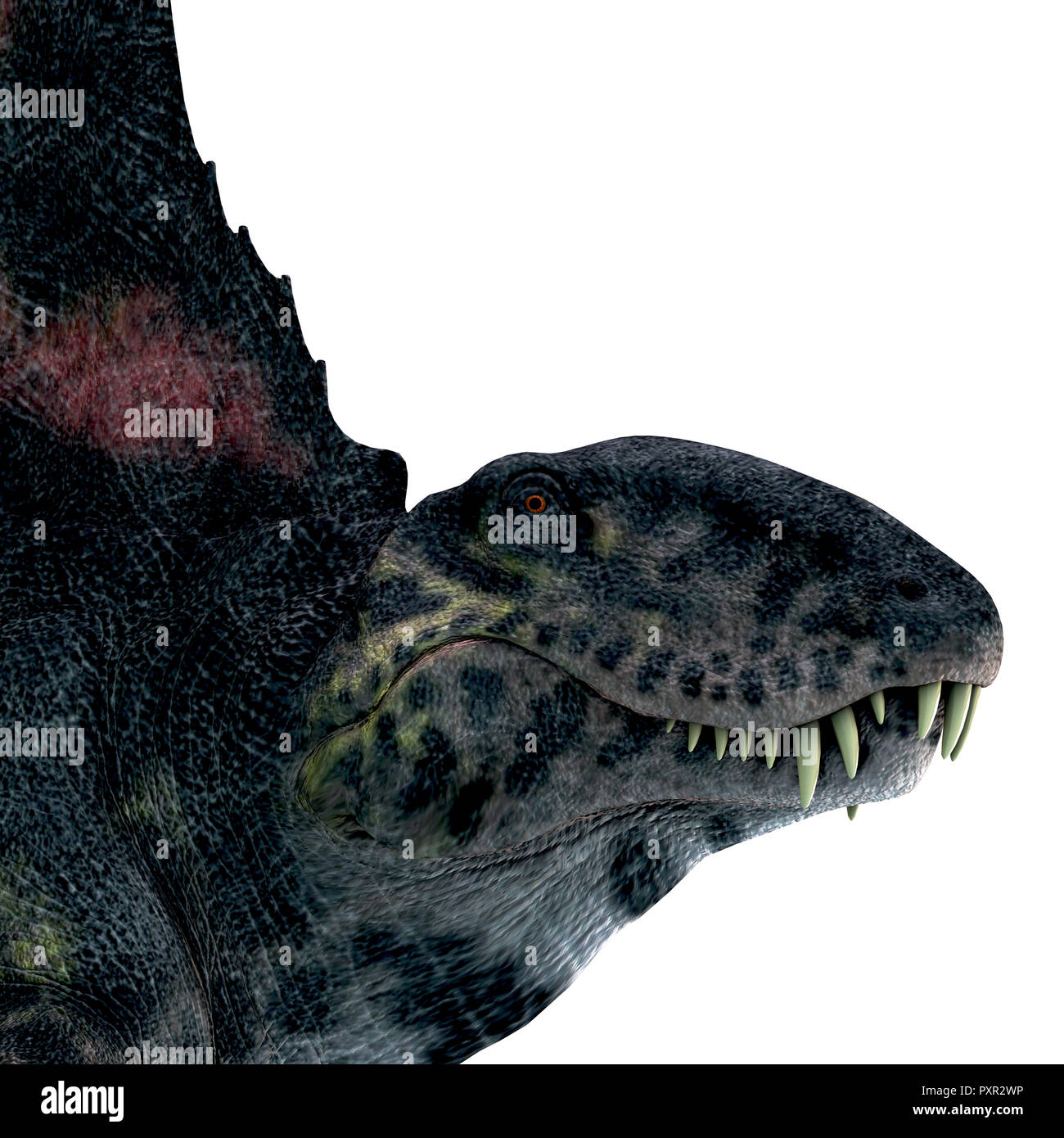 Tête de Reptile Dimetrodon Dimetrodon - était une voile-retour dinosaure carnivore qui vivait en Amérique du Nord et en Europe durant la période permienne. Banque D'Images