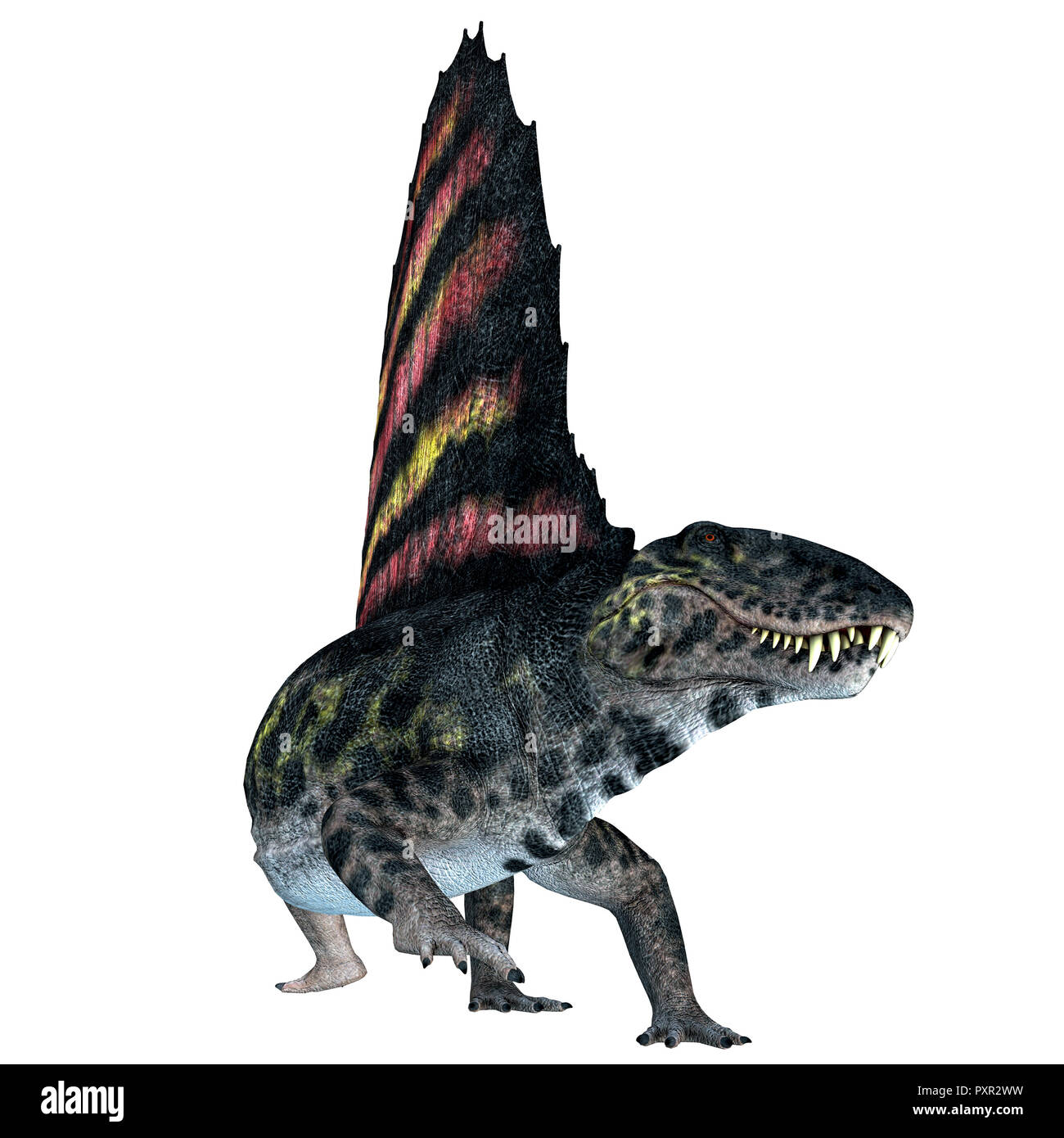 Le Reptile Dimetrodon Dimetrodon - Blanc était une voile-retour dinosaure carnivore qui vivait en Amérique du Nord et en Europe durant la période permienne. Banque D'Images