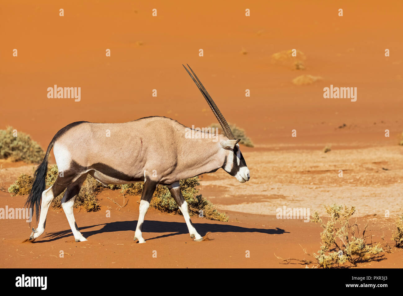La Namibie, Namib-Naukluft National Park, Gemsbok, Oryx gazella marche Banque D'Images