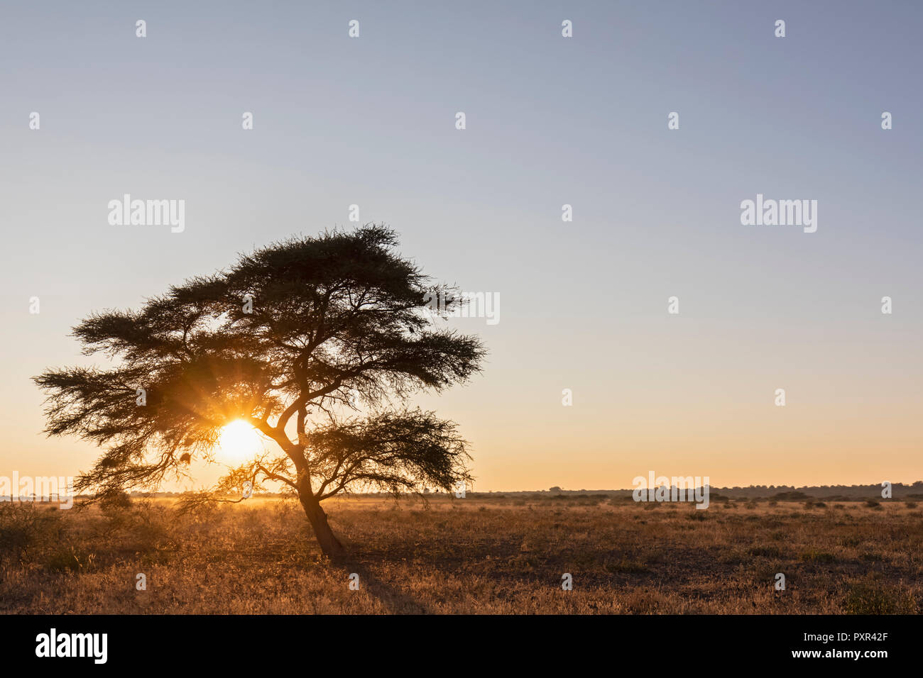 L'Afrique, Botswana, Central Kalahari Game Reserve, Umbrella Thorn Acacia, Acacia tortilis au lever du soleil Banque D'Images