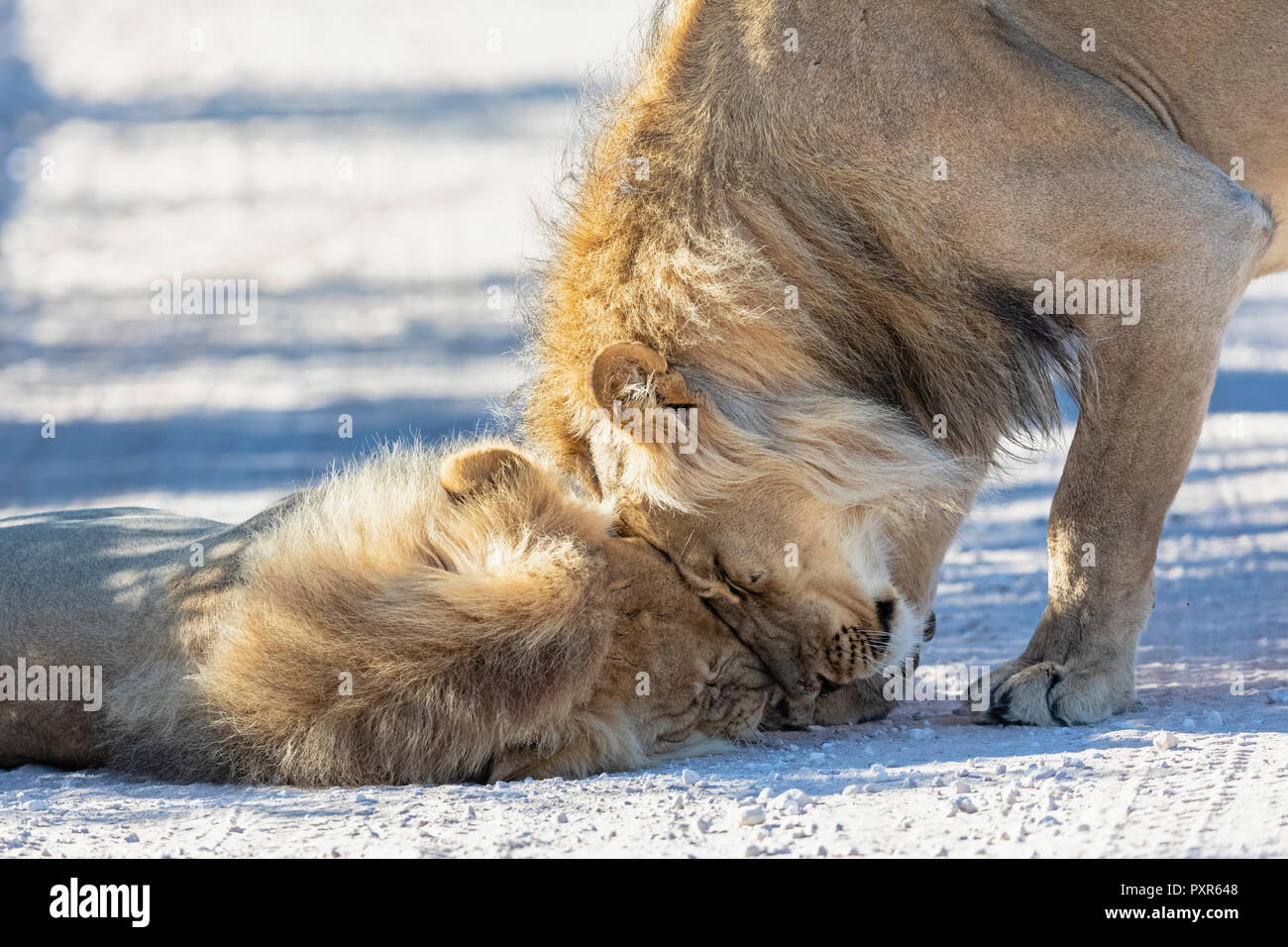 Le Botswana, Kgalagadi Transfrontier Park, deux lions, Panthera leo, homme, de câlins Banque D'Images