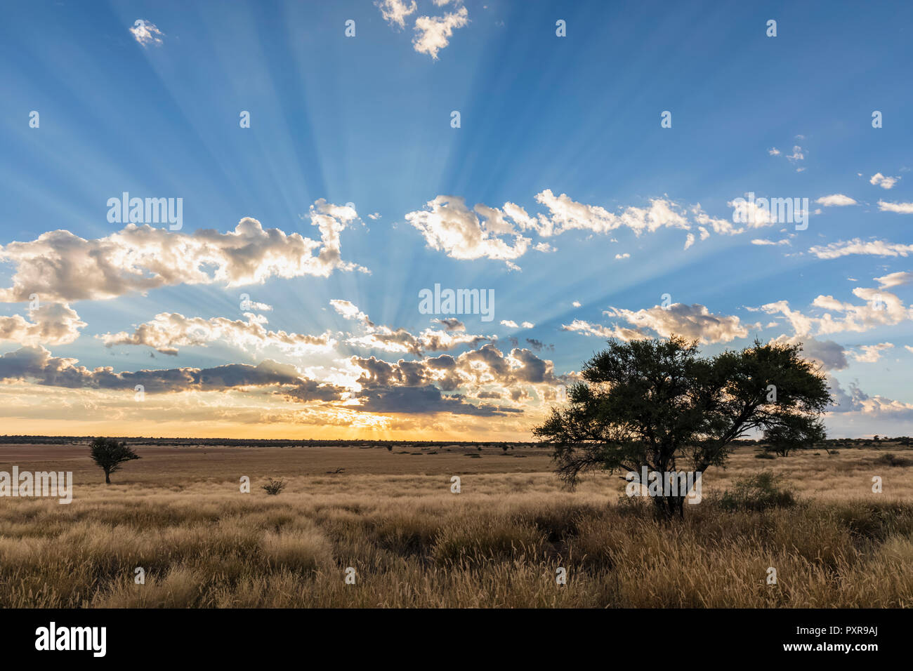 L'Afrique, Botswana, Kgalagadi Transfrontier Park, Mabuasehube Game Reserve, Mabuasehube Pan au lever du soleil Banque D'Images