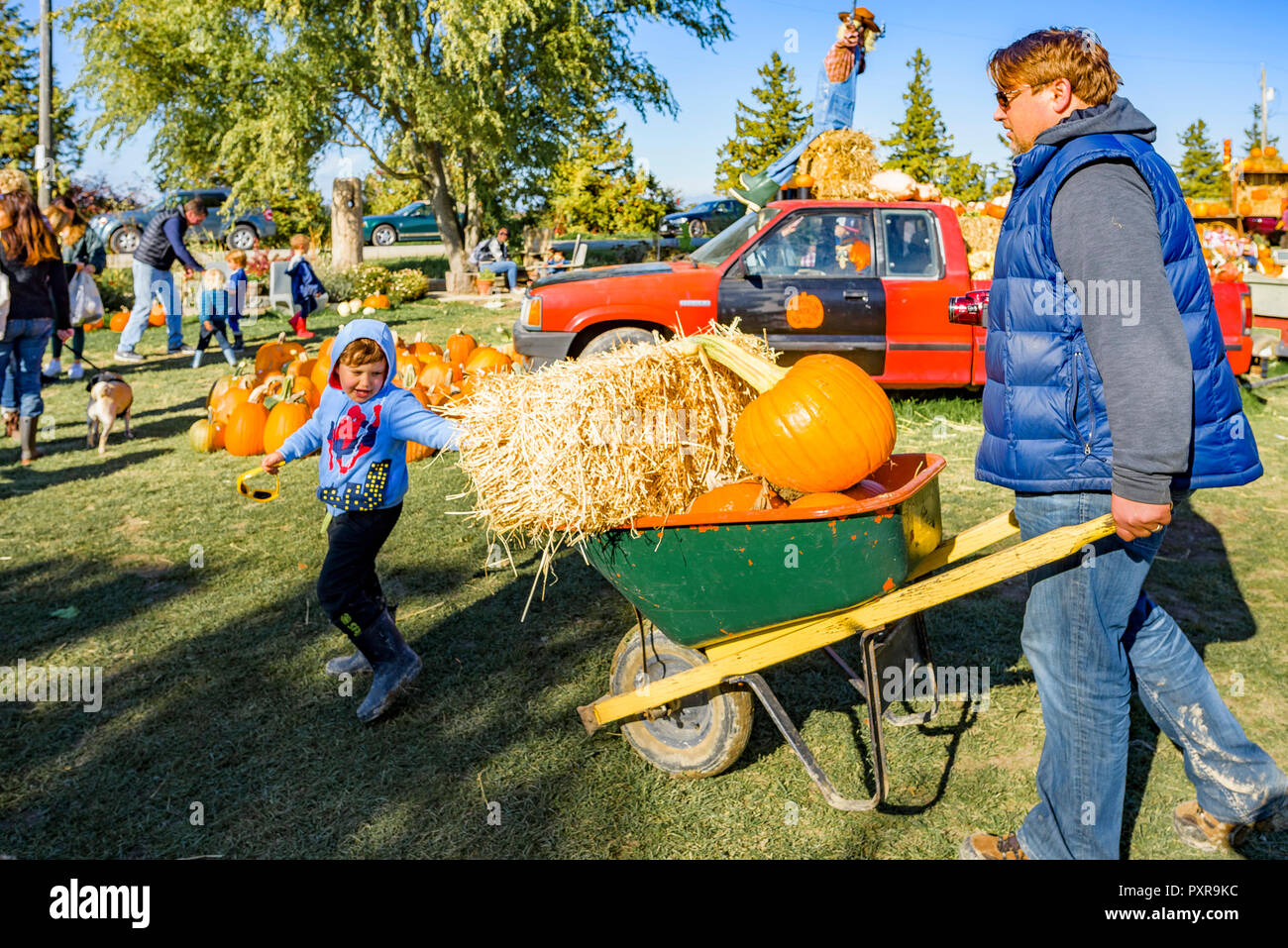 L'île Westham Herb Farm, Pumpkin Patch, l'île Westham, Delta, Colombie-Britannique, Canada Banque D'Images