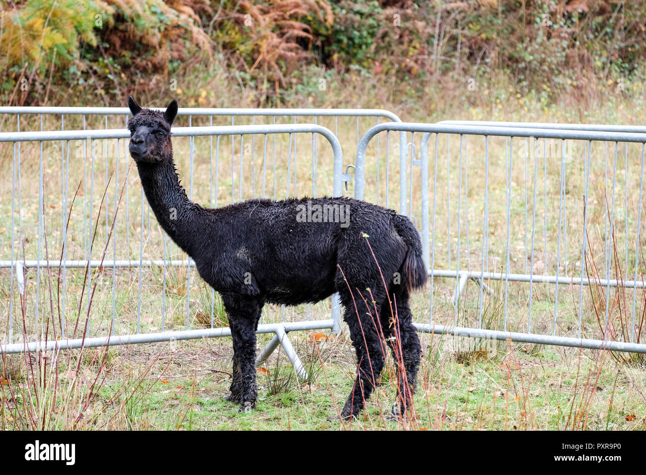Llama à Beacon Hill dans le Leicestershire Banque D'Images