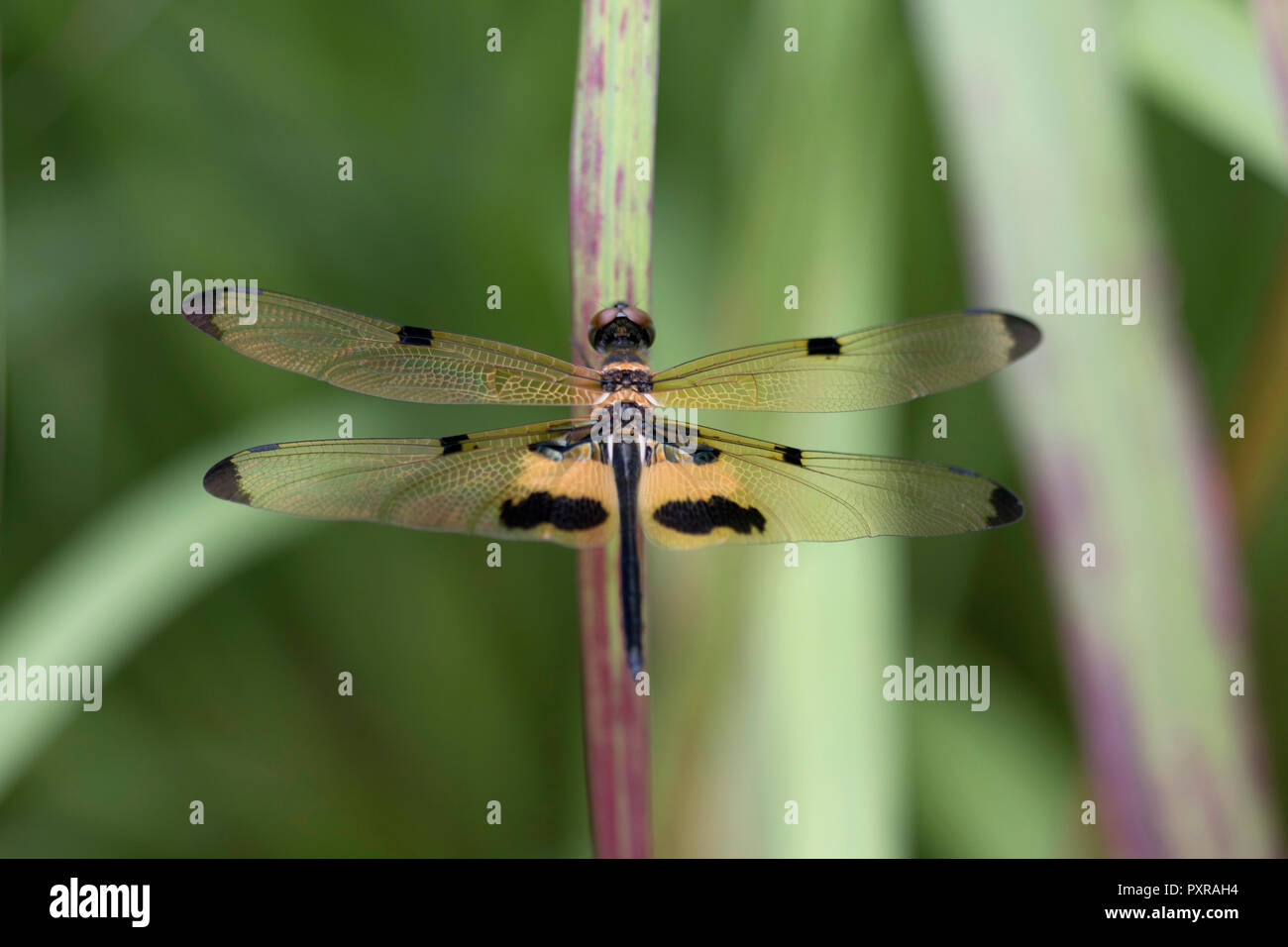 Rhyothemis Phyllis, jaune à rayures-flutterer, libellule, close-up Banque D'Images