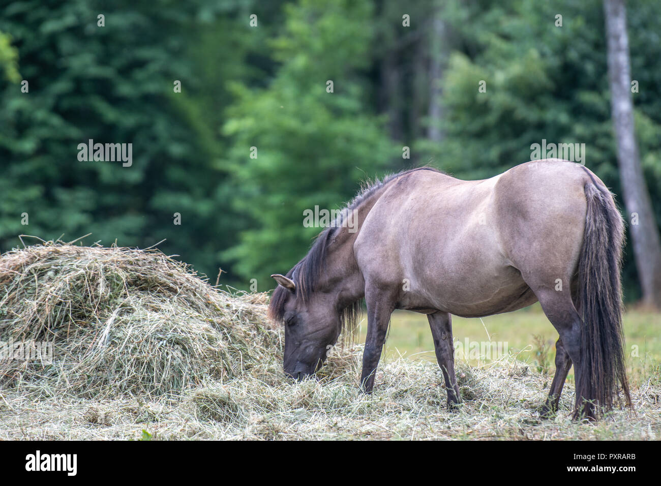 Un konik Cheval (Equus ferus caballus) broute à Bialowieza, Pologne Banque D'Images