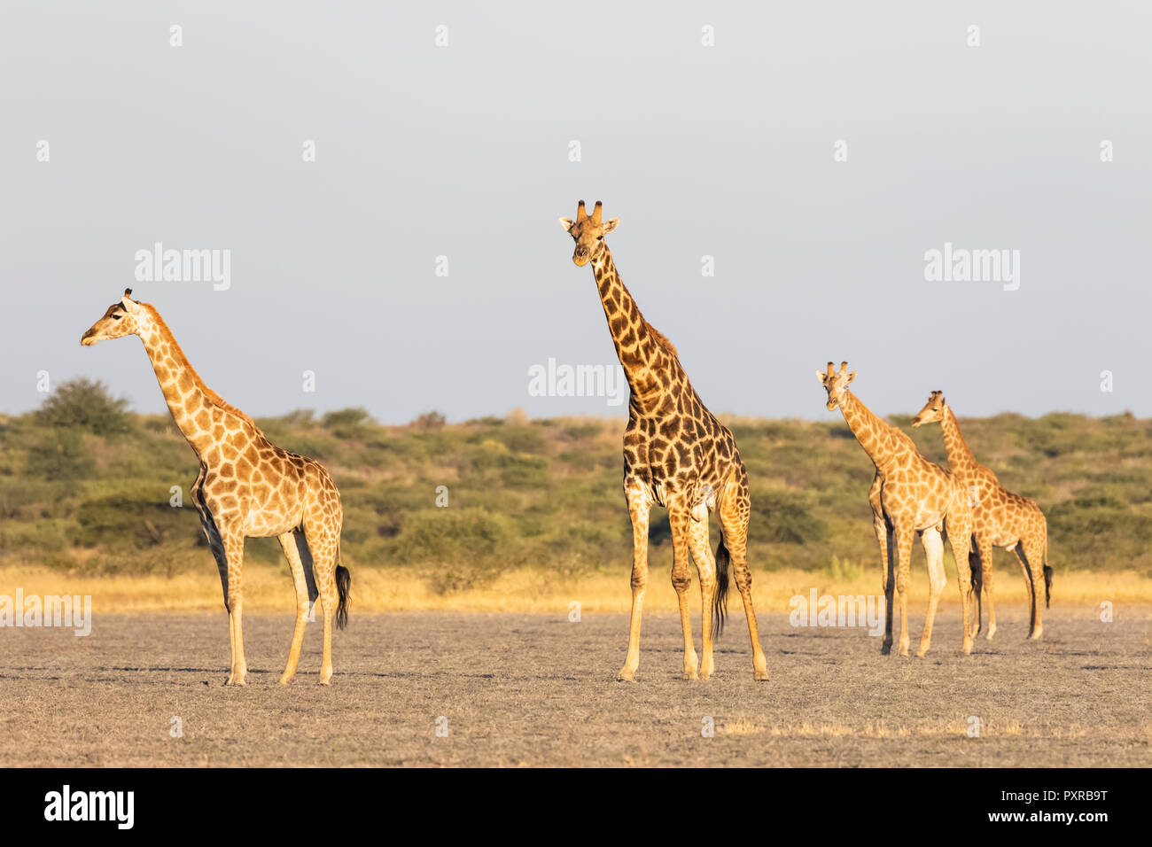 Le Botswana, Kalahari central Kalahari Game Reserve, Banque D'Images