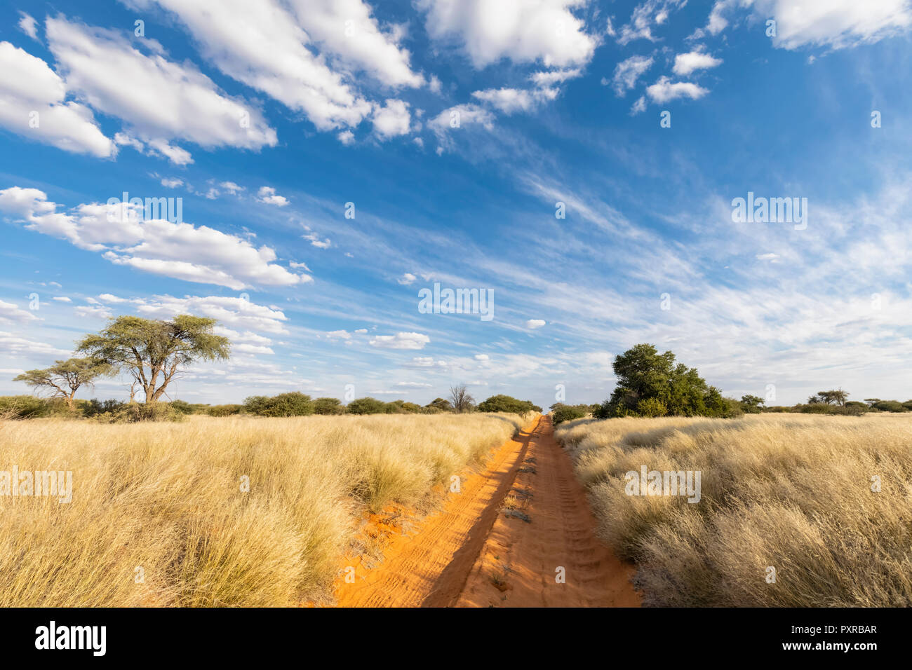 L'Afrique, Botswana, Kgalagadi Transfrontier Park, Mabuasehube Game Reserve, piste de sable vide Banque D'Images