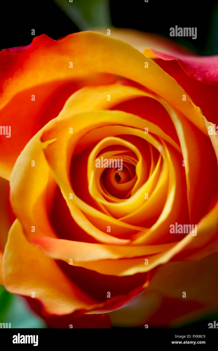 Rouge orange rose blossom, close-up Banque D'Images