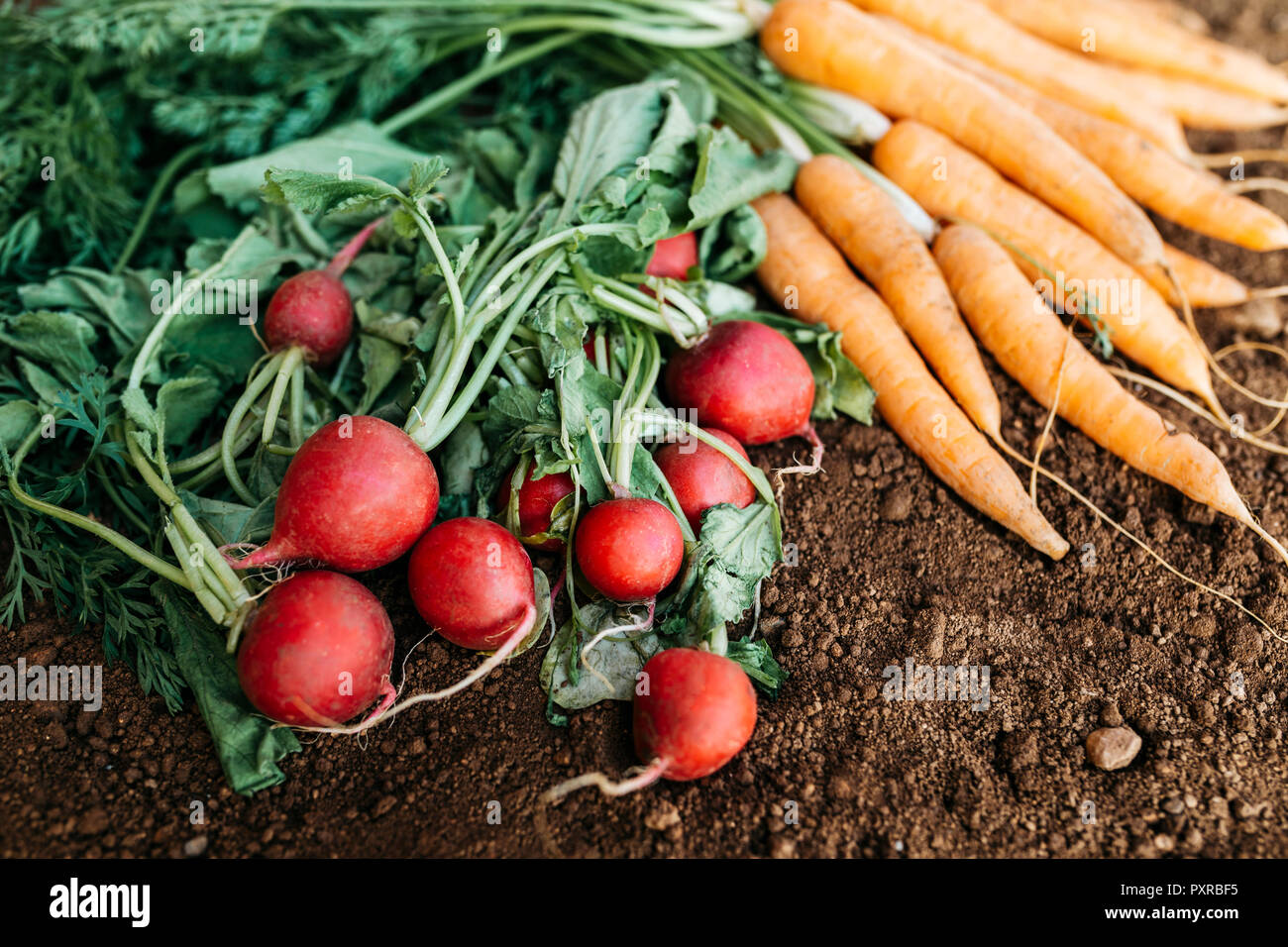 Des carottes et des radis, fraîchement récolté écologique Banque D'Images