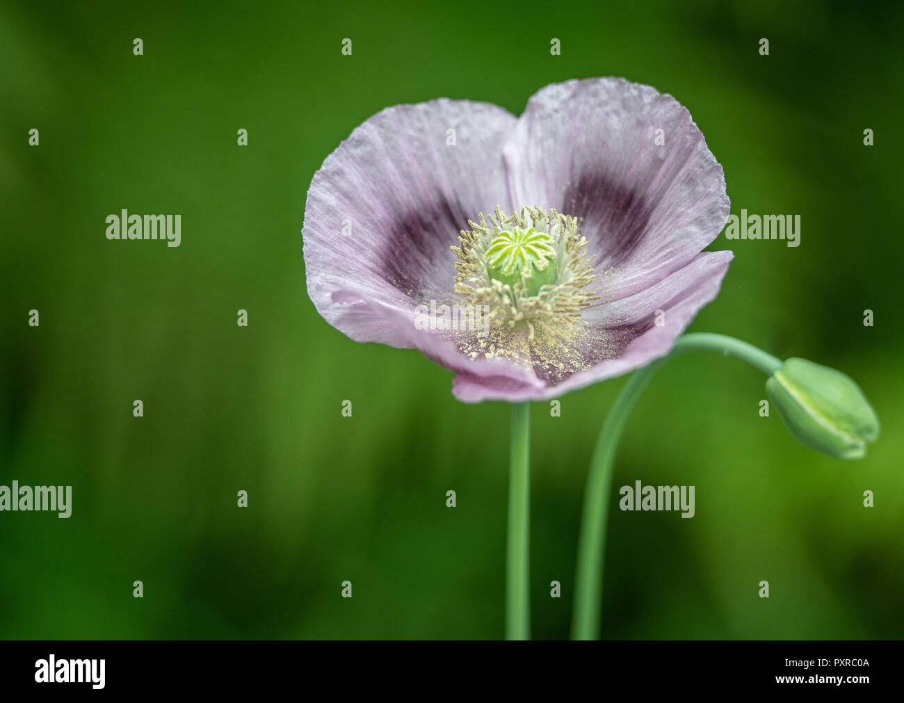 Un gros plan d'un pourpre pavot oriental (pavot) est saupoudré avec du pollen dans le Yorkshire, UK, Banque D'Images