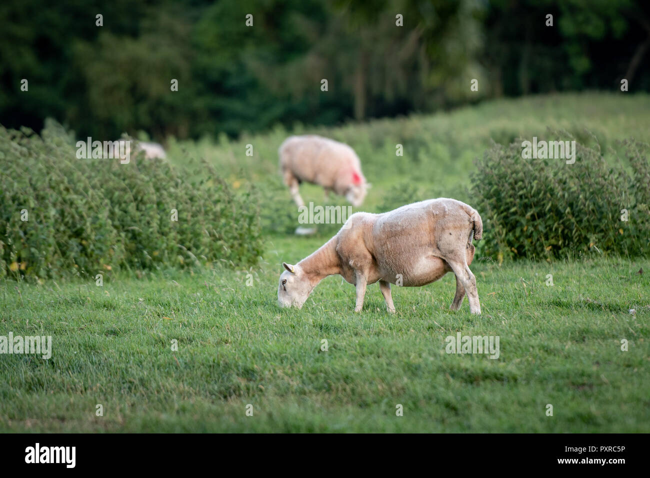 Une brebis tondue récemment broute dans son pâturage en dehors de Richmond, Yorkshire, UK. Banque D'Images