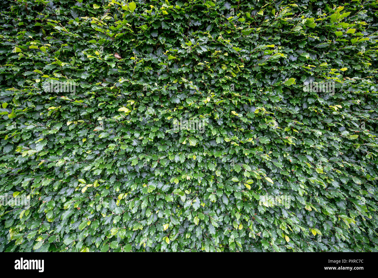 Close-up d'Hedgebery Levens Hall , Kendal, Cumbria, Royaume-Uni Banque D'Images