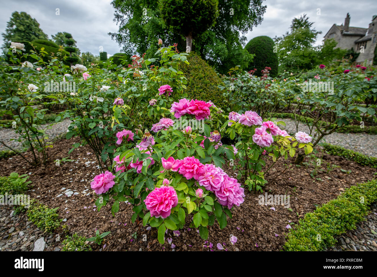 Close-up of pink roses, Levens Hall , Kendal, Cumbria, Royaume-Uni Banque D'Images