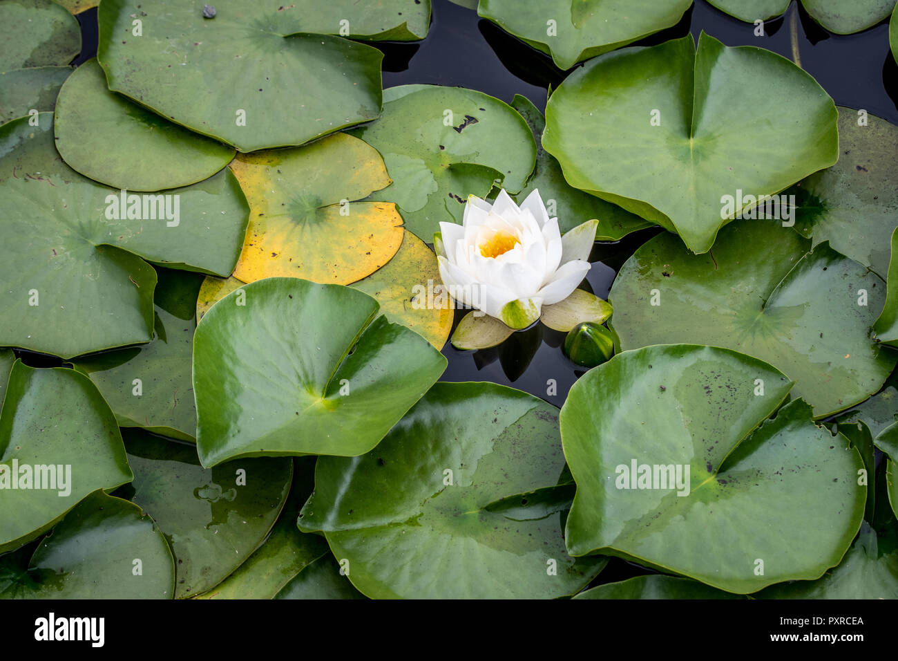 Close-up de nénuphar, Levens Hall , Kendal, Cumbria, Royaume-Uni Banque D'Images