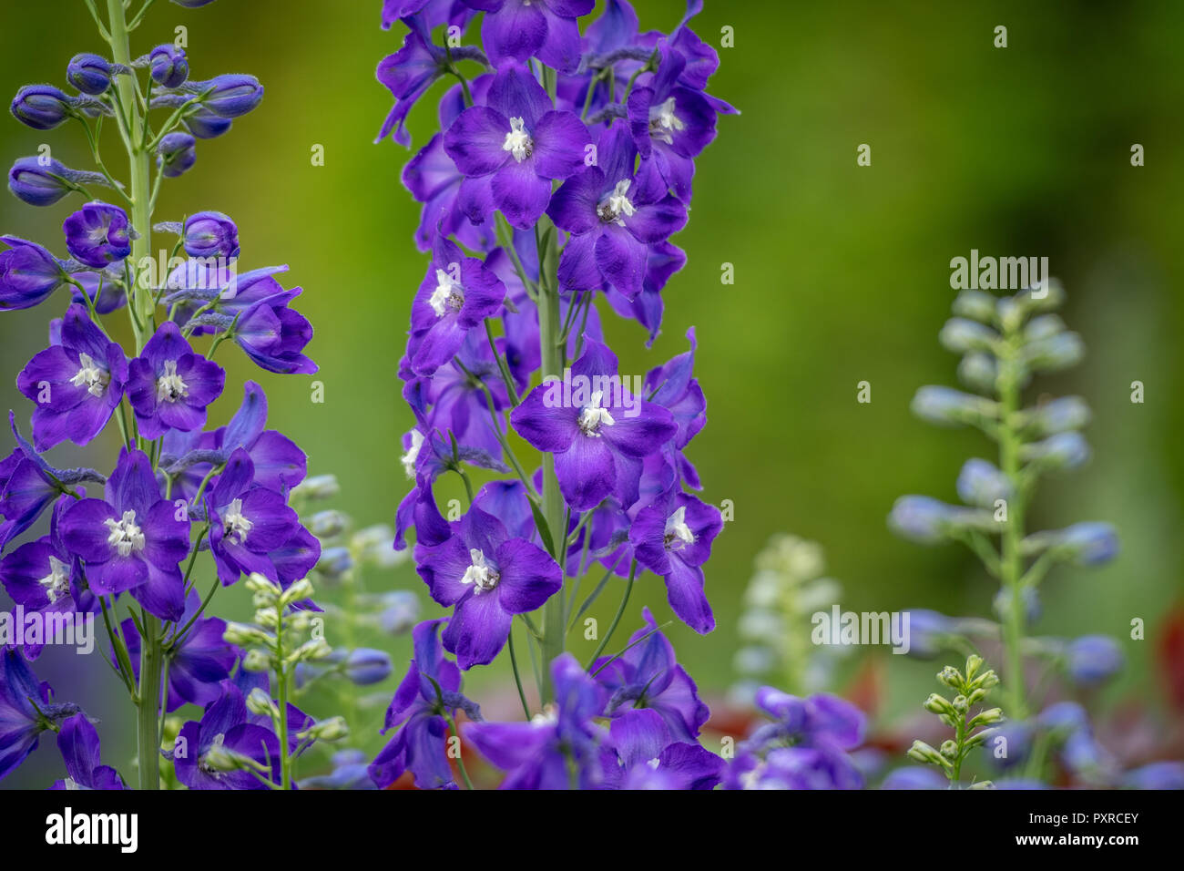 Close-up of purple Bellflower, Levens Hall , Kendal, Cumbria, Royaume-Uni Banque D'Images