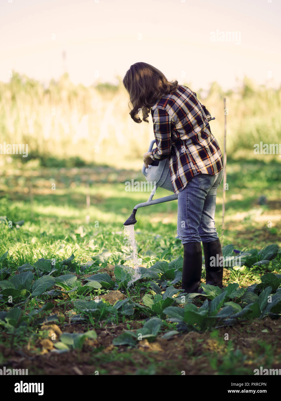 Femme l'arrosage des plantes sur un champ Banque D'Images