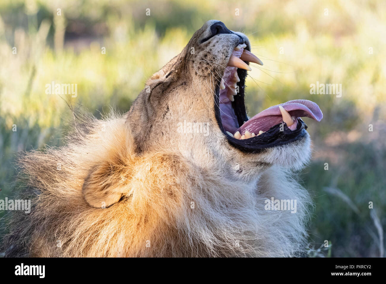 Le Botswana, Kgalagadi Transfrontier Park, lion, Panthera leo, homme, le bâillement Banque D'Images