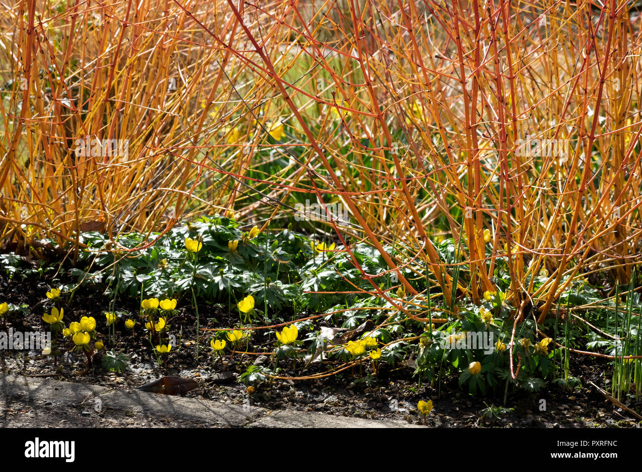 Aconit et cornus dans le jardin d'hiver Banque D'Images