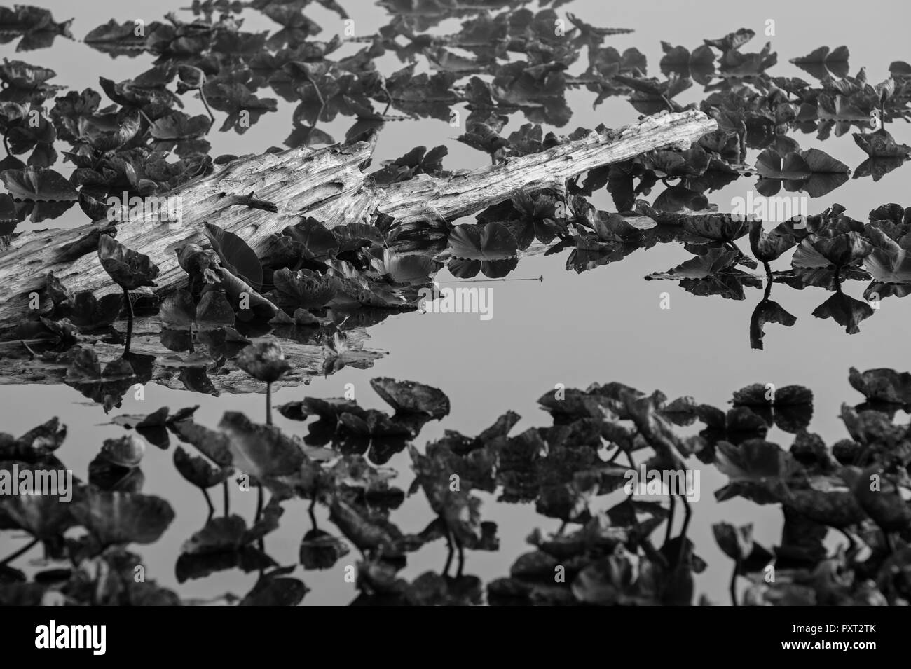 Noir et blanc, vieux bois usé dans les blocs de nénuphars qui ressemblent à un crocodile attendant le souper au lever du soleil sur le lac Cassidy Banque D'Images