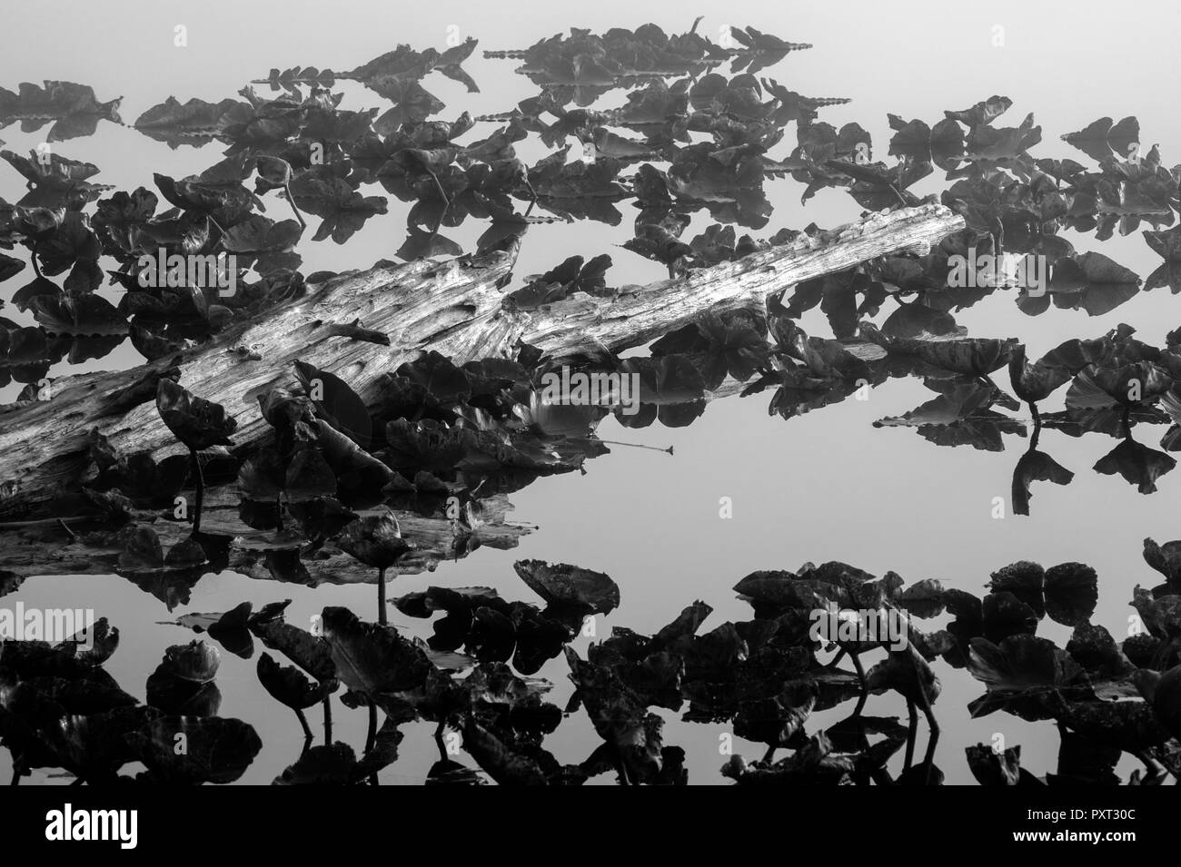 Image en noir et blanc, ancienne bûche usée dans des blocs de nénuphars ressemblant à un crocodile attendant le souper au lever du soleil sur le lac Cassidy Banque D'Images
