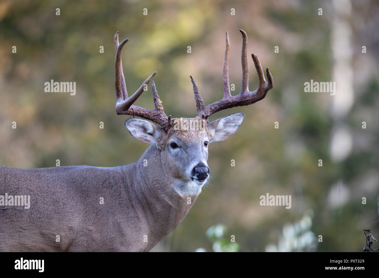 Un grand mâle le cerf de Virginie. Banque D'Images