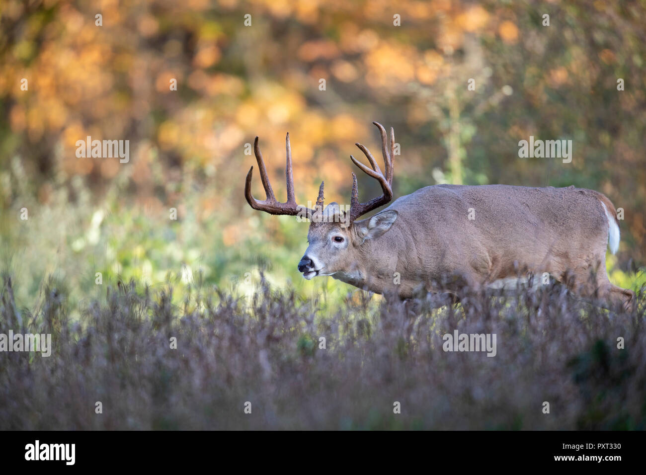 A young buck le cerf de Virginie à la suite de la piste des femelles au cours de l'ornière. Banque D'Images