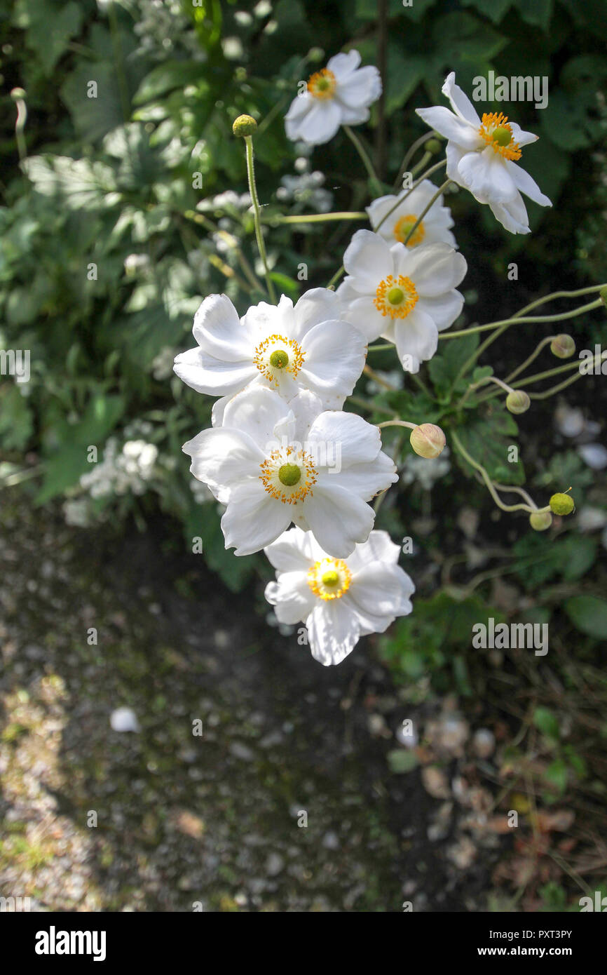 Un Japonais blanc, anémone anemone x hybrida Honorine Jobert avec des fleurs blanches et étamines jaunes, tépales et seedheads. Banque D'Images