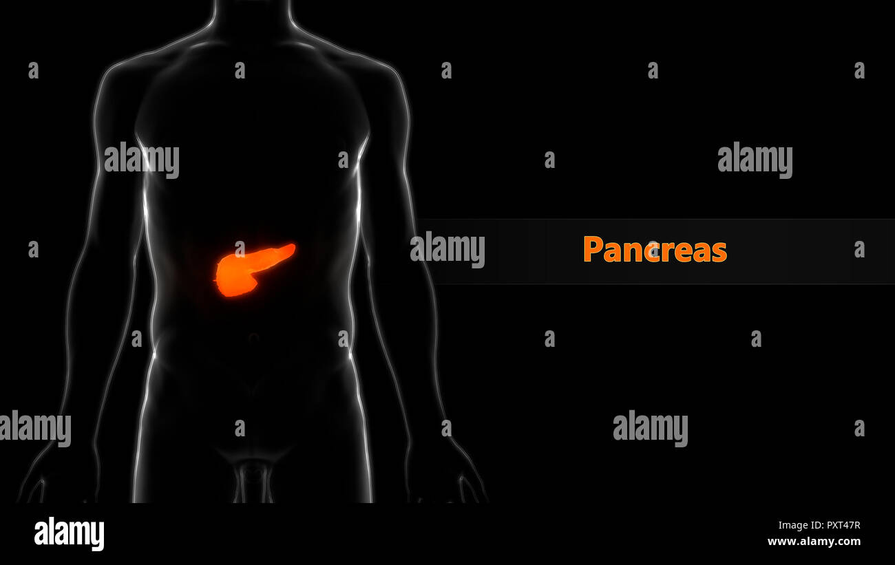 Les organes internes du corps humain Anatomie du pancréas Banque D'Images