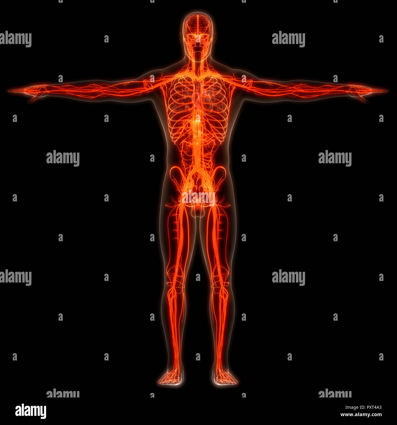 Les droits de l'anatomie du système circulatoire Banque D'Images Les droits de l'anatomie du système circulatoire Banque D'Images
