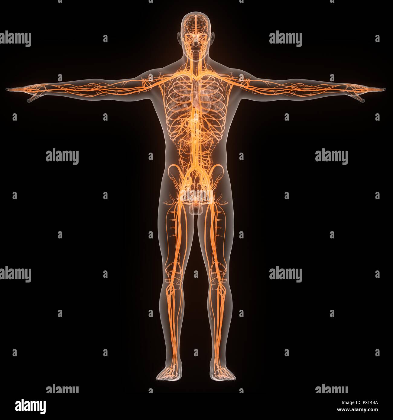 Les droits de l'anatomie du système circulatoire Banque D'Images Les droits de l'anatomie du système circulatoire Banque D'Images